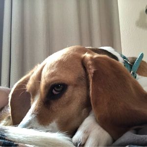 Meet your Posher, Doug